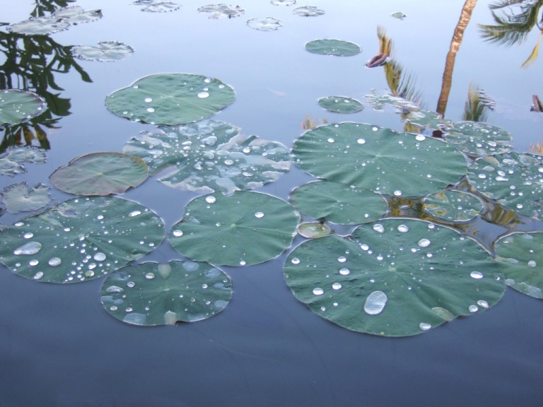 Drops of water on Lotus petals became crystalline jewels, like Mani Stones.