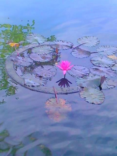 Water lilies float in infinity.