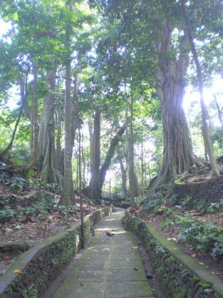 Hacia el interior del mágico Bosque de los Monos en Ubud!
