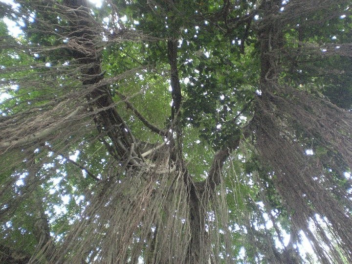 Copas de los árboles en el Bosque de los Monos.