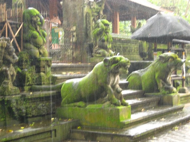 Rain keeps the Monkey Forest moist and mysterious.