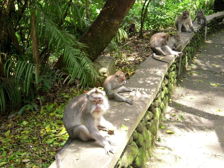 Monos esperando a sus siguientes visitantes.