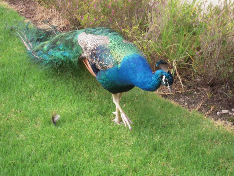 The peacocks who lived in the garden were well loved by our group.