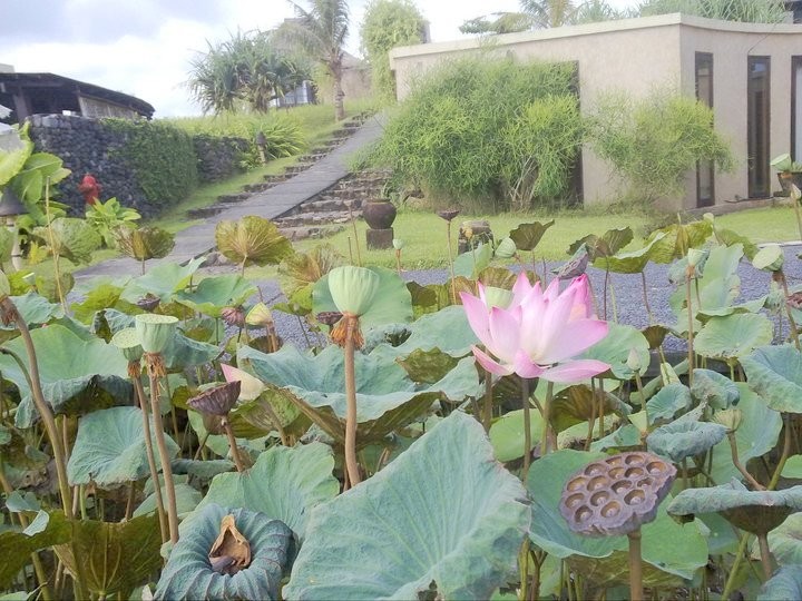 Our Activation Site was full of beautiful Lotus ponds.