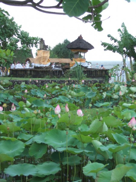 Diese Lotus-Blüten umrahmen einen kleinen Tempel in Waka Gangga