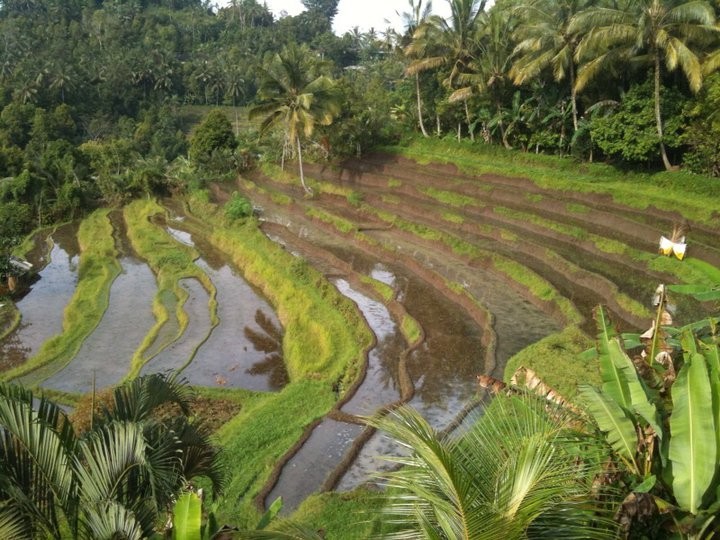 Schimmernde Reisfelder