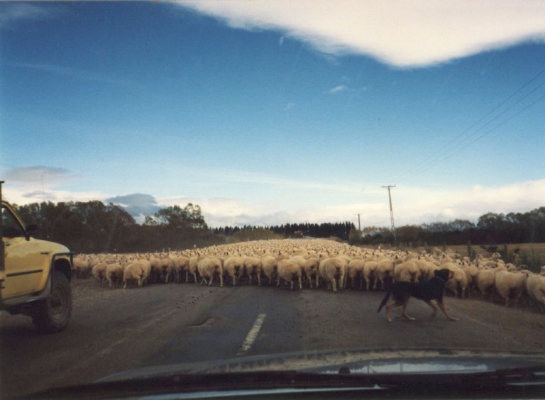 Many, many sheep....
