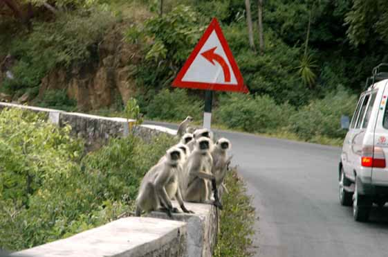 As we headed up the mountain to Mt Abu, there were lots of monkeys to greet us.