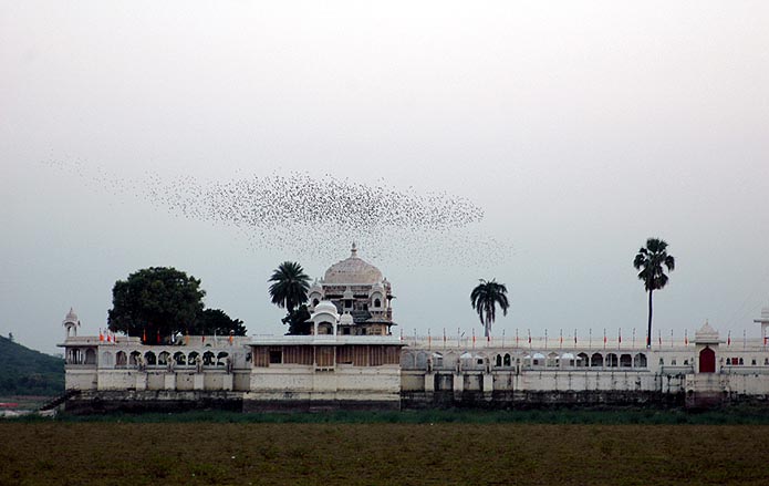 Mystical flocks of birds appear and disappear into the Invisible at Jagmandir Palace.