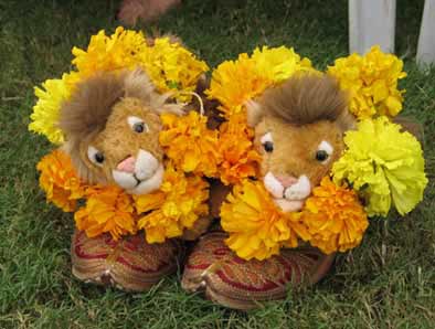 Some Lions got to sit in fancy shoes...