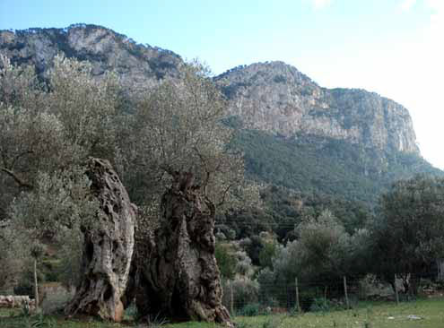 Ancient olive trees from 2000 - 4000 years old  stood as silent sentinals at our Activation site.