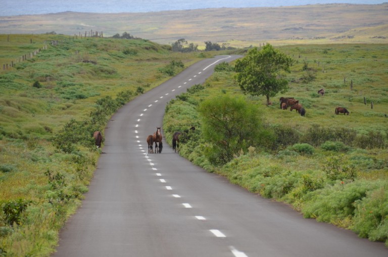 Rapa Nui hat jede Menge Pferde und Kühe