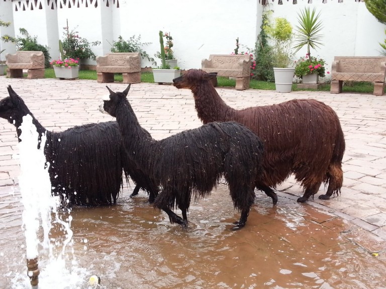 They took daily baths in the hotel fountain.