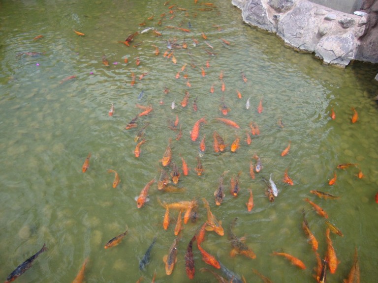Many Golden Fish.