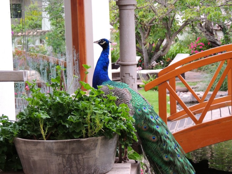 And then, there were the majestic peacocks!